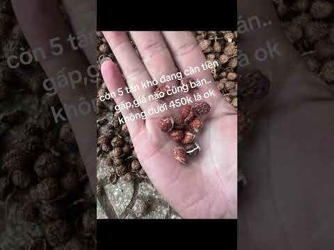 xa nhân khô #youtuber