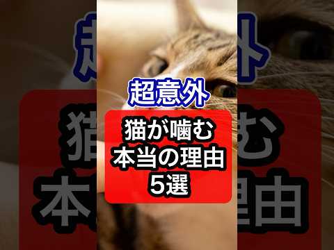 【超意外】猫が噛む本当の理由を獣医師が解説 #保護猫 #猫のいる暮らし #猫 #ねこ #cat #ネコ #ねこのいる生活 #獣医師