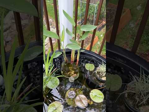 TUB POND MARGINAL FERTILIZING! more here_ https_// 