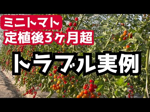 【ミニトマト定植後3ヶ月超】トラブル実例