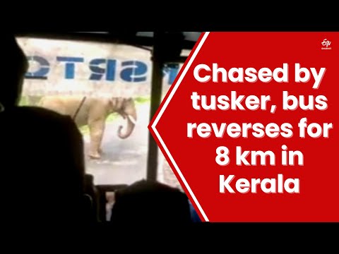 Wild elephant chases bus for 8 km in Kerala, video goes viral