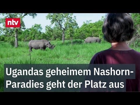 Ugandas geheimem Nashorn-Paradies geht der Platz aus - Menschen sollen Tieren weichen