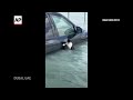 Watch police officer rescue cat clinging on to flooded car in Dubai  - 00:25 min - News - Video