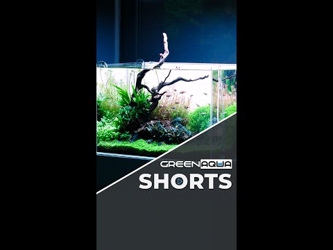 This is why planting densely from day one pays off #greenaqua #aquascaping #aquascape #plantedtank #amazingnature #shortsvideo #fish #shortvideo #plant