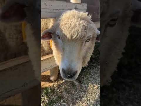 エサあげ!Part11 #shorts #レオ