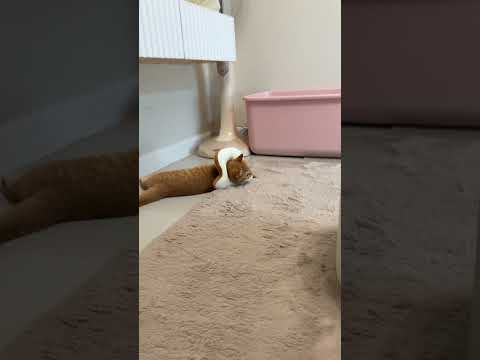 อะไรแวปๆๆ #cat #cutecat #cute #funnycats #pets #แมว #funny #แมวถังแก๊ส #animals #meow