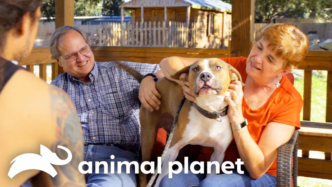 Creole The Dog Finds the Perfect Home! | Pit Bulls and Parolees | Animal Planet