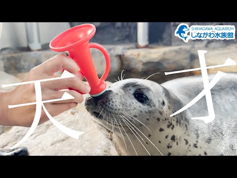 しぶきと潜水(他)@しながわ水族館【ゴマフアザラシ】
