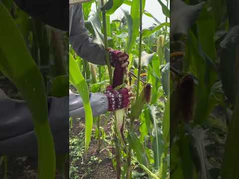 Bắp tím Nữ Hoàng - Rạng Đông Seeds #hatgiongrangdong #rangdongseeds