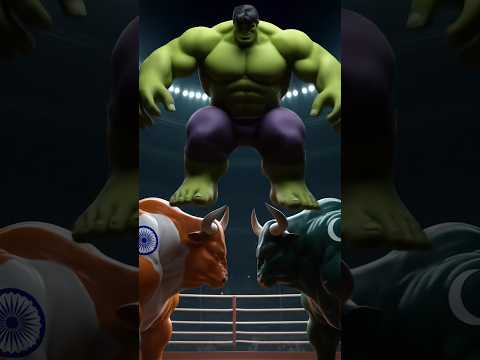 Indian vs Pakistani Calf Fight Hulk Decides Who’s the Real Boss! #IndiaVsPakistan