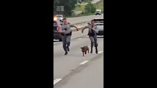 Video shows South Carolina state troopers chasing pig on busy interstate