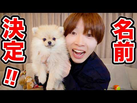 犬の名前が決まりました！