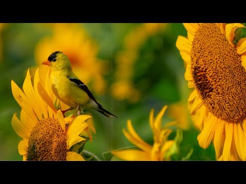 Praise to the Lord, the Almighty (Instrumental) - Peaceful Beautiful Hymn - Arranged by Tim Janis