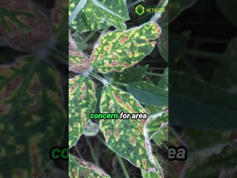 October 2025 Kansas Crop Disease Update: Southern Rust, Tar Spot, & Ergot #USSoy #shorts #farming