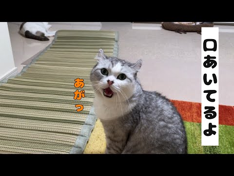 口を開きっぱなしで飼い主を見つめてくる兄猫が面白すぎる