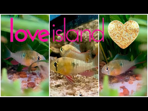 Bolivian Ram Dwarf Cichlid - Care Guide Reality TV Is this a species profile? Letting my Bolivian Ram Chichlids with BIG personalities tell us what the