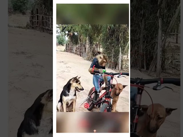 funny monkeys🤣🤣 #viral #reactionbyvicky #funnyshort #comedyshort #lol #hahaha #monkeys #dontlaught