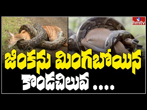 Python strangling deer goes viral, sparks debate on Twitter Python strangling deer goes viral, sparks debate on Twitter