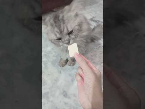 Mr timmy love biscuit😂🤭 #shortsfeed #cat