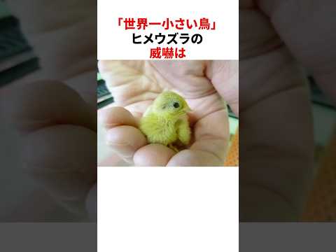 「世界一小さい鳥」ヒメウズラのかわいい雑学 #shorts