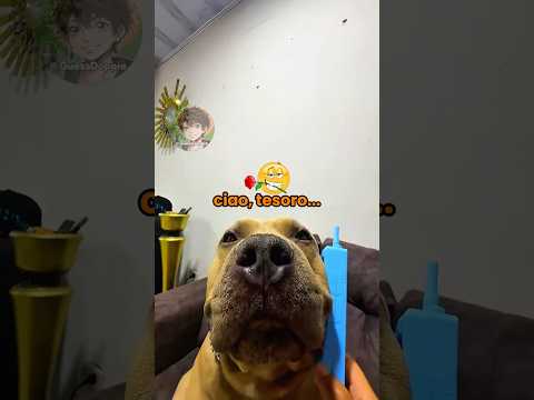 Vita da cani 🐶 EP. 72