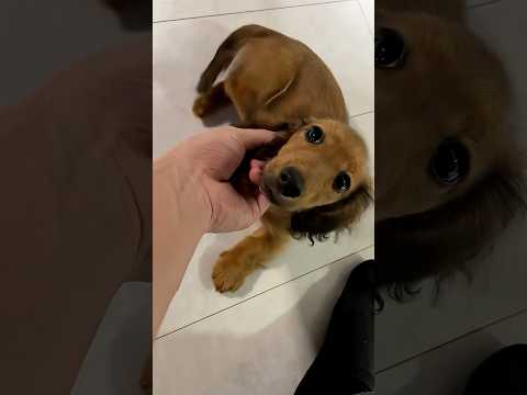 撫でられると足が動いちゃう子犬が可愛いwww #puppy