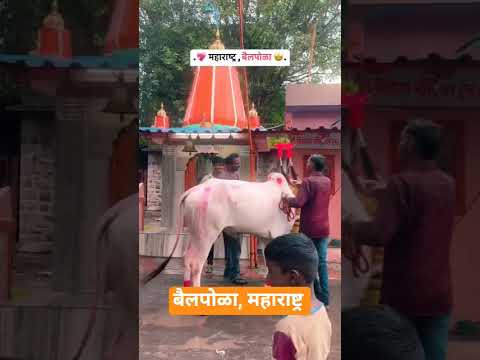 बैलपोळा सण महाराष्ट्र #बैलपोळा #बैलपोळा_स्टेटस