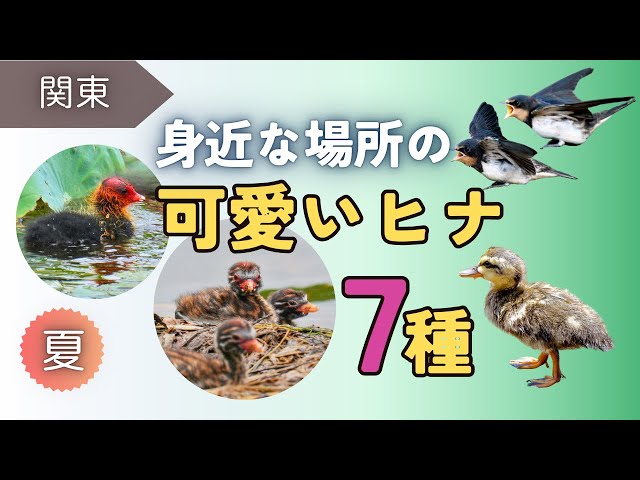 初夏から7月頃に観察した幼鳥（ヒナ）たちです。8月頃まで、公園や池、沼など身近な場所で見られます。涼しい朝にお散歩がてら観察もお勧めです😊
〈目次〉
00:16 今回の内容ざっくり紹介
00:53 ★身近な野鳥3種 草地周辺
00:57 ツバメ｜巣立ち前の餌やり
01:38 ツバメ｜先に巣立った兄弟とのふれあい
02:30 ヒバリ｜巣立ち直後らしい様子
03:13 ムクドリ｜群れの中の幼鳥
03:54 ★身近な野鳥4種 水辺周辺
04:02 バン｜小さくてすばしっこいヒナ(幼鳥)💕
05:07 バン｜少し成鳥して色が変わったヒナ(幼鳥)
05:30 オオバン｜赤い頭のヒナ・親子の触れ合い
05:55 オオバン｜少し成鳥して色が変わったヒナ(幼鳥)
06:08 似てる！オオバンとバンのヒナ(幼鳥)比較✨
06:35 カイツブリ｜羽繕い
06:45 カイツブリ｜巣の上で卵を温めるペア
06:58 カイツブリ｜親子の触れ合い
07:16 カルガモ｜11羽のヒナと親
07:44 カルガモ｜少し成鳥したヒナ(幼鳥)と親
08:08 ★まとめ｜最後に3種おまけ紹介（エナガ・ハクセキレイ・ホオジロ）

動画をご覧いただき有難うございます
チャンネル登録・高評価をしていただくと励みになります😊

〈チャンネル登録はこちら↓〉

<a rel=