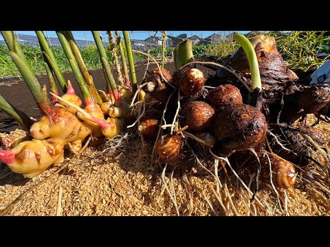 【もみ殻の使い道】里芋と生姜の保存方法・野菜も土作りも簡単に出来る　24/11/22