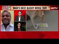 Stray Dog Attack | Not A Stray Issue, Needs Dogged Effort To Solve  - 19:23 min - News - Video