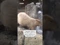 Capybaras enjoy hot bath at zoo in Japan  - 00:24 min - News - Video