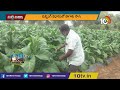 కొబ్బరిలో అంతరపంటగా పొగాకు సాగు | Tobacco Cultivation | Matti Manishi | 10TV  - 06:14 min - News - Video
