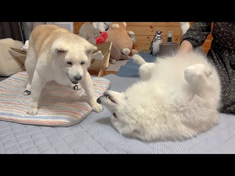 可愛さ対決！柴犬とサモエドが母親をめぐって争う動画 サムネイル