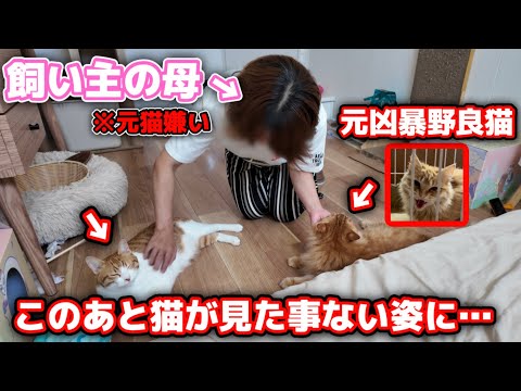 元野良猫4匹と母が数ヶ月ぶりに再会すると猫がとんでもない反応をしました…