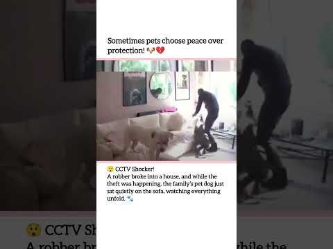 Robbery in progress, but the guard stayed calm… too calm! 🚨