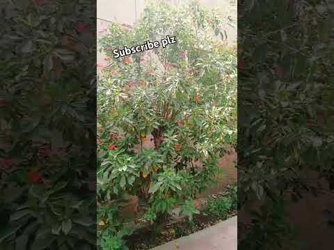 peer Ajmal Raza Qadri#shorts #trending #short