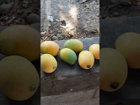 Solo en El Salvador #viralvideo