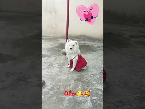 Aliza 😘🥰cute doggies🥰😍 loves pet ☺🥰#shorts #ytshorts #animals #trending #dog#puppy