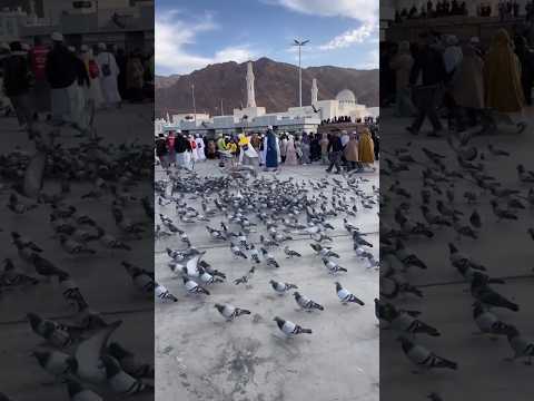 मदीना जन्नत के पहाड़ के पास रहते हैं लाखों कबूतर Jabal Uhad Madina Saudi Arabia #shorts #islamicvideo