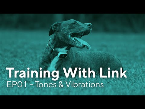 Training with Link GPS Collar Tones and Vibrations
