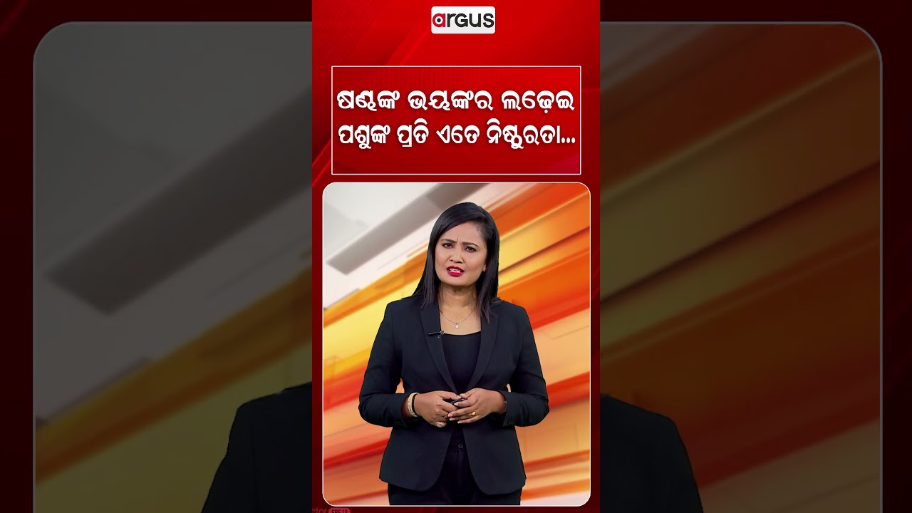 ଷଣ୍ଢଙ୍କ ଭୟଙ୍କର ଲଢ଼େଇ | Shocking Bull Fight Video Sparks Outrage Over Animal Cruelty | Argus News
