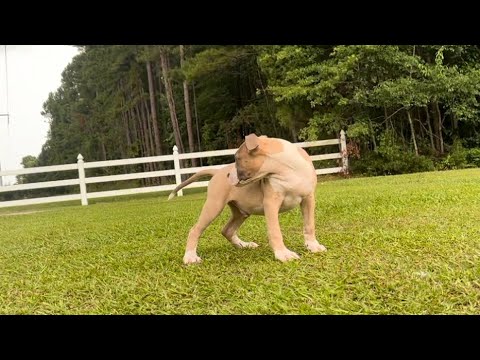 Chucktown Bulliez Thor —Availabe