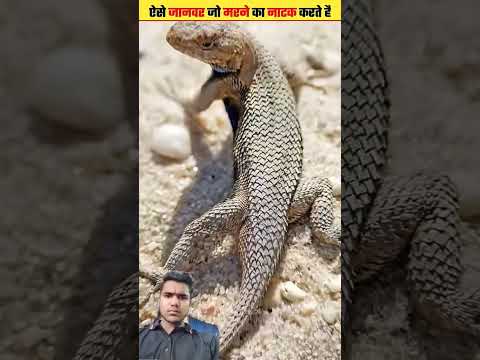 ऐसे जानवर जो मरने का नाटक करते हैं 😮😮 #facts #amazingfacts #animals #animalfacts #wildlife