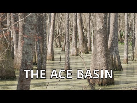 screenshot of youtube video titled Coastal Kingdom | Season 4, Episode 5 – ‘ACE Basin’ | Full Episode