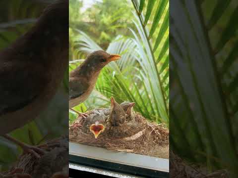 Listen to #LoveWillSaveUs https://orcd.co/lovewillsaveus #nature #naturelovers