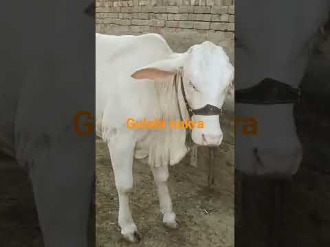 gulabi nukra#cow #bakraeid 🐄