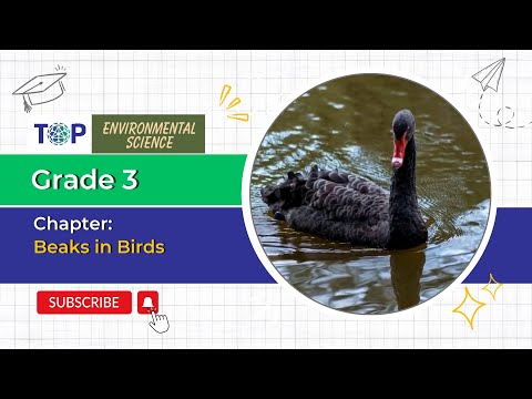 Grade - 3 | EVS |  Our Feathered Friends -  Beaks in Birds