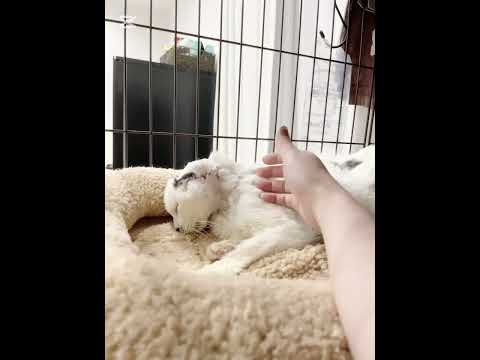 扁平上皮癌で耳を切除した野良猫保護#救助#捨て猫#Stray cat who had his ear removed due to squamous cell carcinoma #Rescue#