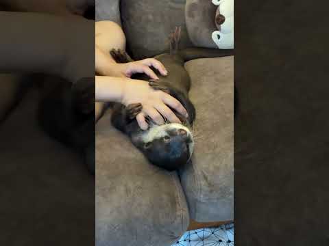 Ultimate Relaxation Mode: Bingo Gets a Massage