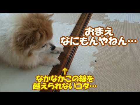 すぐキレるポメラニアン コタの最新動画 Youtubeランキング